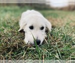 Small Photo #3 English Cream Golden Retriever Puppy For Sale in URBANA, OH, USA