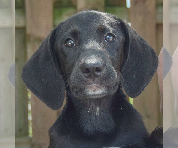 Medium Photo #2 Coonhound-Unknown Mix Puppy For Sale in Huntley, IL, USA