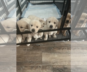 English Cream Golden Retriever Puppy for sale in GREENVILLE, SC, USA