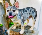 Small Photo #1 French Bulldog Puppy For Sale in BLAKESBURG, IA, USA