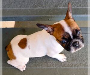 French Bulldog Puppy for sale in TAMPA, FL, USA
