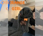 Puppy Orange Cane Corso