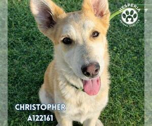 Shepradors Dogs for adoption in HESPERIA, CA, USA