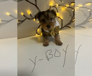 Yorkshire Terrier Puppy for sale in VIRGINIA BEACH, VA, USA