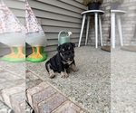 Small #2 English Bulldog