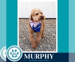 Small #9 Poodle (Miniature)