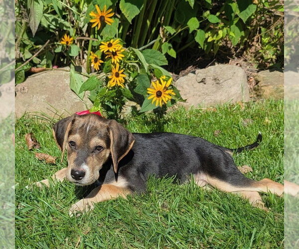 Medium Photo #2 Mutt Puppy For Sale in Springdale, PA, USA