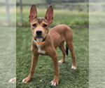 Small #2 Basenji-German Shepherd Dog Mix
