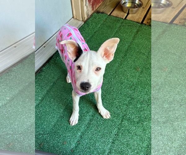 Medium Photo #3 American Pit Bull Terrier-Unknown Mix Puppy For Sale in Germantown, OH, USA