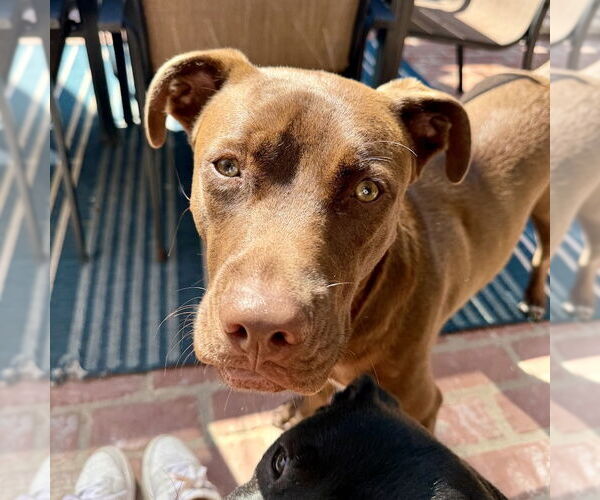 Medium Photo #2 Labrador Retriever-Unknown Mix Puppy For Sale in San Juan Capistrano, CA, USA