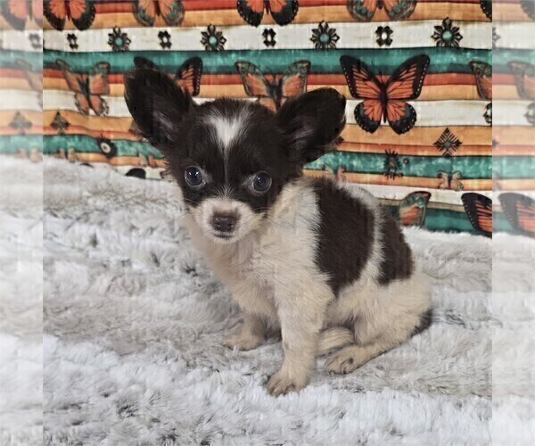 Medium Photo #18 Chihuahua Puppy For Sale in NEW YORK, NY, USA