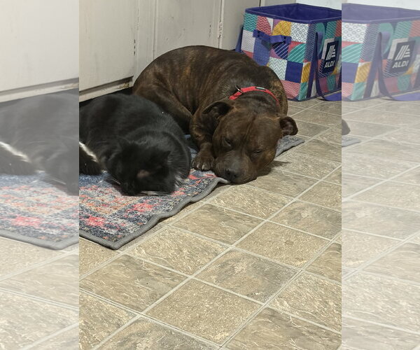 Medium Photo #2 American Pit Bull Terrier-Bulldog Mix Puppy For Sale in Parker Ford, PA, USA