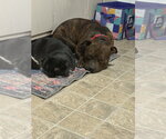 Small #1 American Pit Bull Terrier-Bulldog Mix