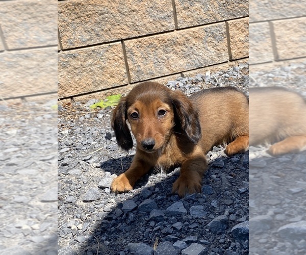 Medium Photo #1 Dachshund Puppy For Sale in CANOGA, NY, USA
