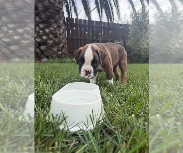 Medium Photo #14 Boxer Puppy For Sale in LONG BEACH, CA, USA