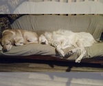 Small Photo #4 Maremma Sheepdog Puppy For Sale in GUILFORD, ME, USA
