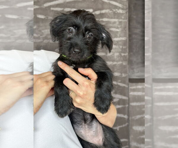 Medium Photo #5 Havanese-Unknown Mix Puppy For Sale in Newport Beach, CA, USA