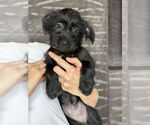 Small #4 Havanese Mix