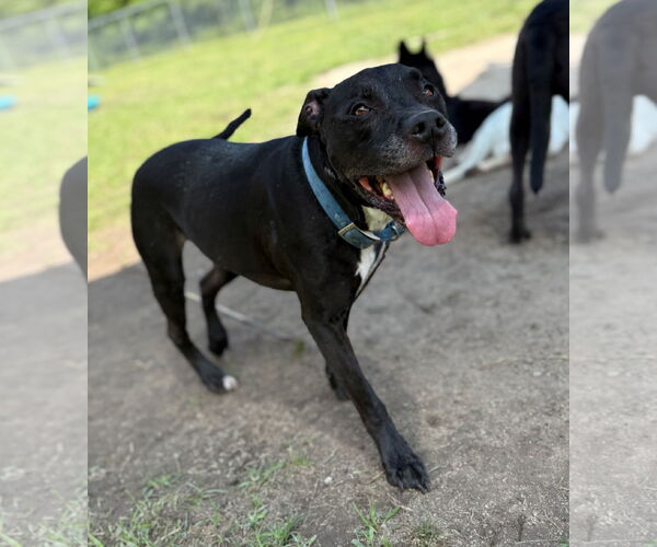 Medium Photo #2 Labrador Retriever Puppy For Sale in Virginia Beach, VA, USA