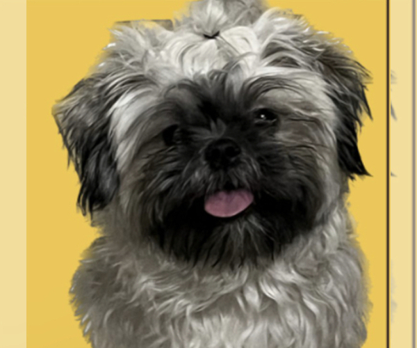 Medium Photo #1 Shih Tzu Puppy For Sale in ATHENS, GA, USA