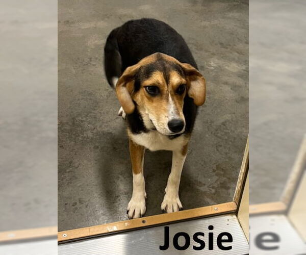 Medium Photo #2 Treeing Walker Coonhound-Unknown Mix Puppy For Sale in Mountain View, AR, USA