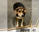 Small #1 Treeing Walker Coonhound Mix