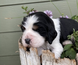 English Springer Spaniel Puppy for sale in LEAVENWORTH, KS, USA