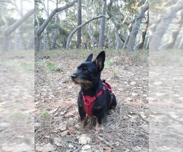 Medium Photo #1 Chihuahua-Unknown Mix Puppy For Sale in Gulfport, MI, USA