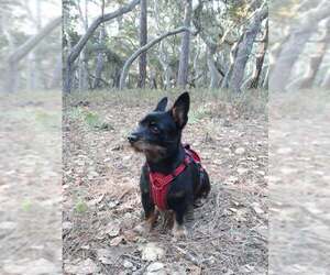 Chihuahua-Unknown Mix Dogs for adoption in Gulfport, MI, USA