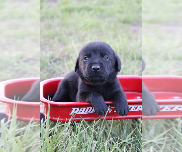 Medium Photo #1 Labrador Retriever Puppy For Sale in RUTHERFORDTON, NC, USA