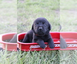 Puppy female Labrador Retriever