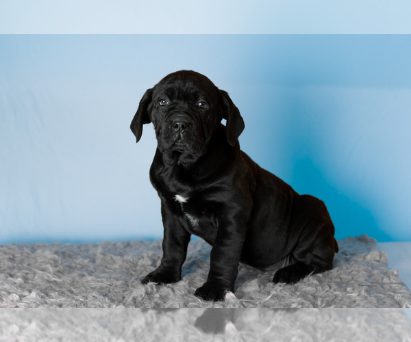 Medium Photo #4 Cane Corso Puppy For Sale in BOURBON, IN, USA