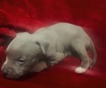 Small #3 American Pit Bull Terrier
