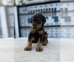 Small #8 Doberman Pinscher