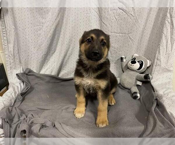 Medium Photo #1 German Shepherd Dog Puppy For Sale in Modesto, CA, USA