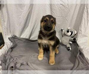 German Shepherd Dog Dogs for adoption in Modesto, CA, USA