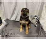Small German Shepherd Dog