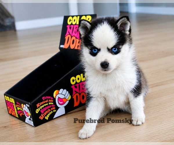 Medium Photo #3 Pomsky Puppy For Sale in KANSAS CITY, MO, USA