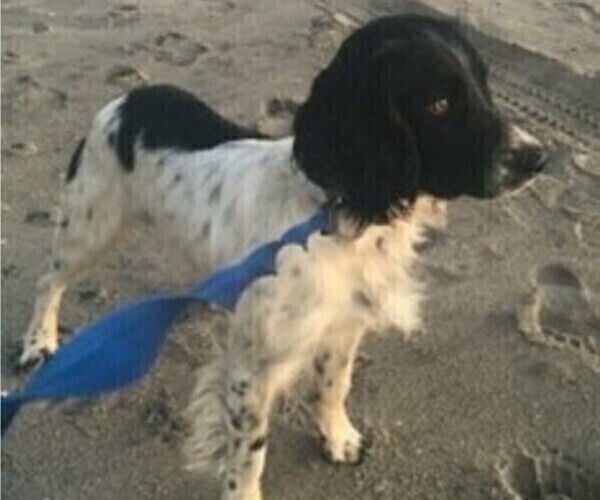 Medium Photo #27 Belgian Malinois Puppy For Sale in CROWLEY, TX, USA