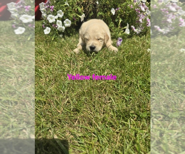 Medium Photo #2 Golden Retriever Puppy For Sale in OIL CITY, PA, USA