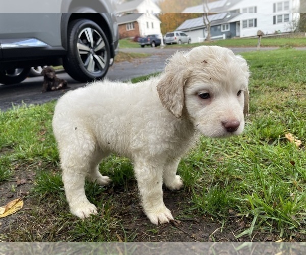 Medium Photo #6 Labradoodle Puppy For Sale in MERIDEN, CT, USA