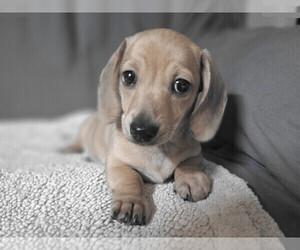 Dachshund Puppy for sale in BRISTOL, TN, USA