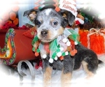 Small Photo #3 Australian Cattle Dog Puppy For Sale in HAMMOND, IN, USA
