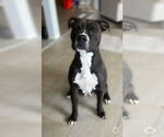 Small #14 Boxer Mix