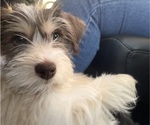 Small Photo #14 Schnauzer (Miniature) Puppy For Sale in FLAT ROCK, AL, USA