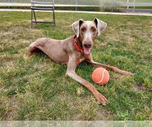 Doberman Pinscher-Unknown Mix Dogs for adoption in Elk Grove, CA, USA