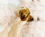 Small #24 Poodle (Toy)