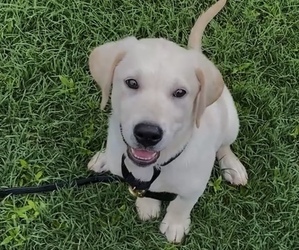 Labrador Retriever Puppy for sale in CARY, NC, USA
