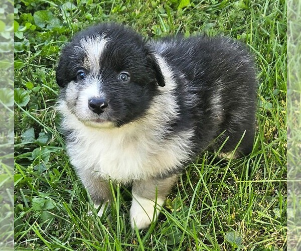 Medium Photo #2 Australian Shepherd Puppy For Sale in NELSON, VA, USA