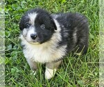 Steven - Male Australian Shepherd Puppy for Sale - Photo #2